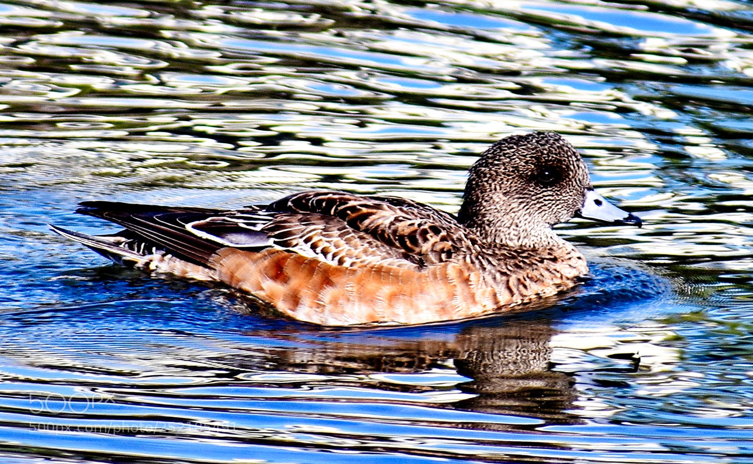 Nikon D7200 sample photo. A brown duck swimming photography