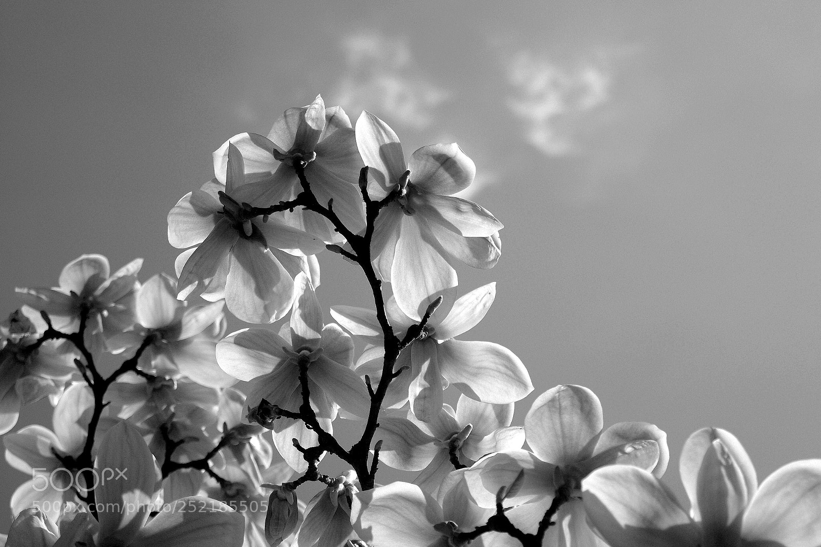 Sony Alpha DSLR-A390 sample photo. Magnolia photography