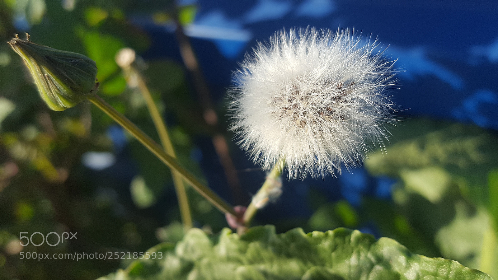 Samsung GALAXY S6 edge sample photo. Untitled photography