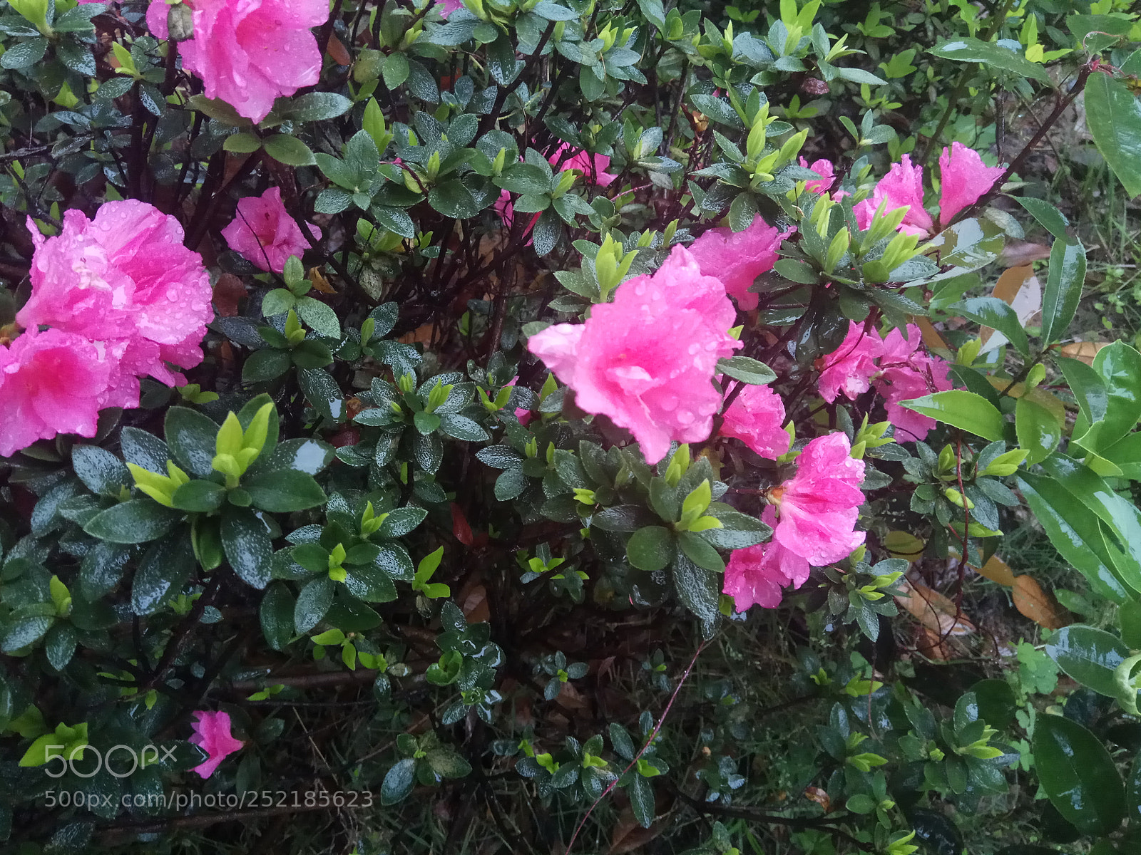 Xiaomi Redmi Note 4 sample photo. Untitled photography