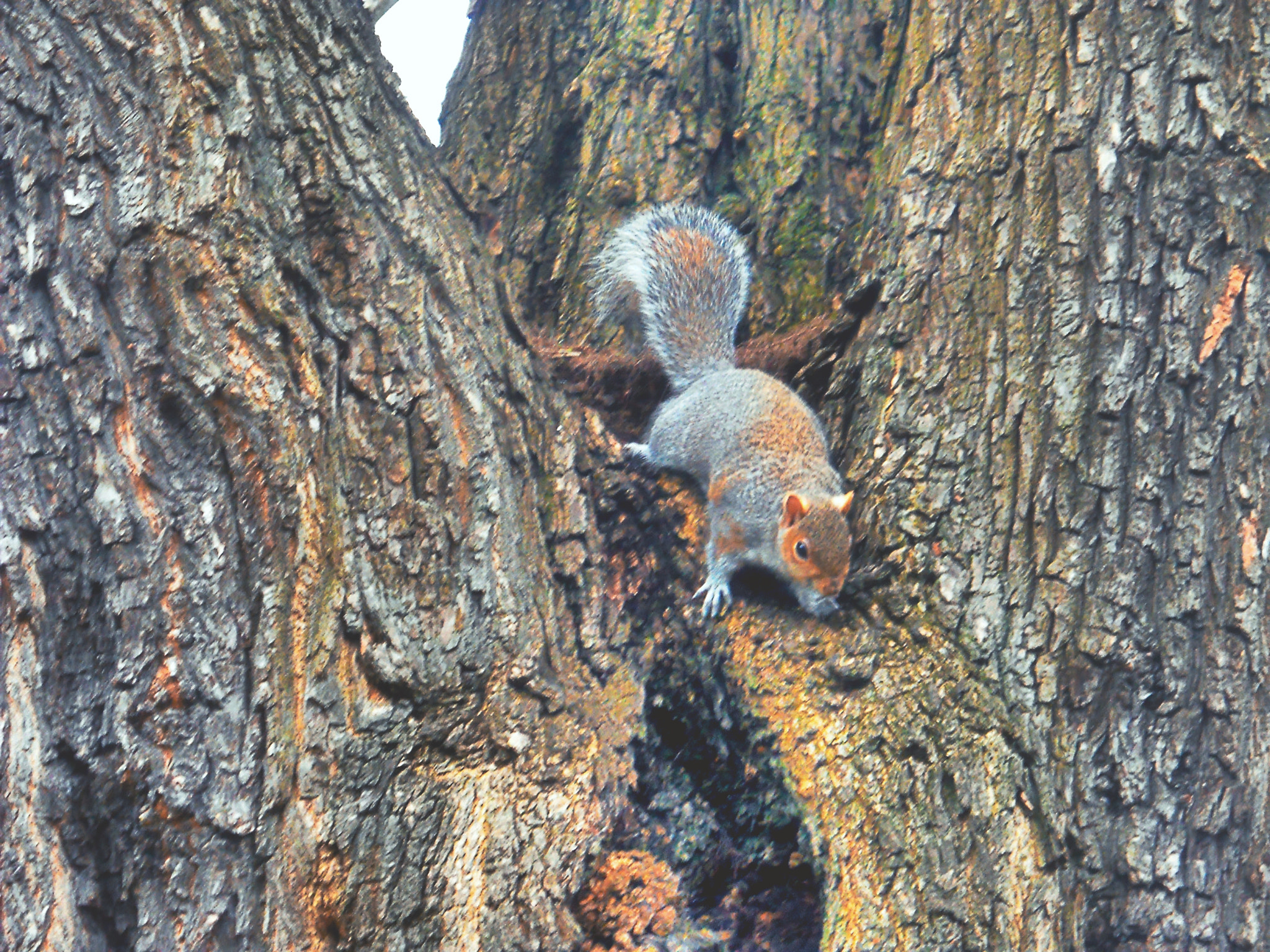 Nikon Coolpix L21 sample photo. Scottish squirrel photography