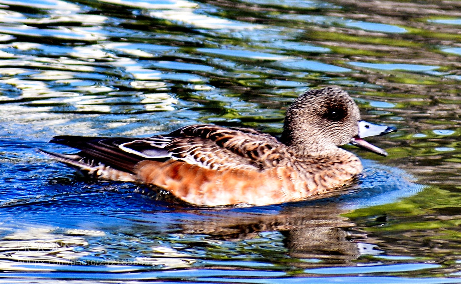 Nikon D7200 sample photo. A little brown duck photography