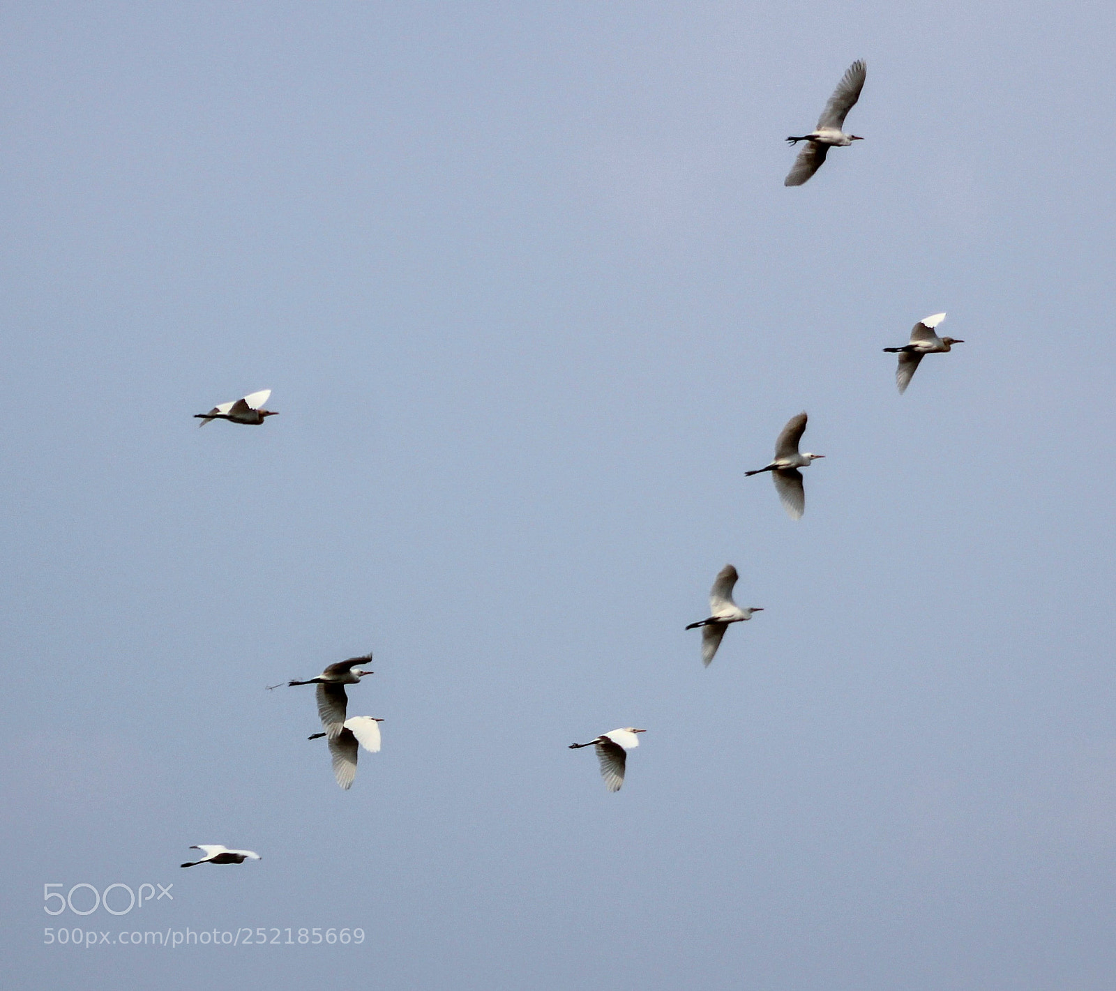Canon EOS 1300D (EOS Rebel T6 / EOS Kiss X80) sample photo. Flying storks photography