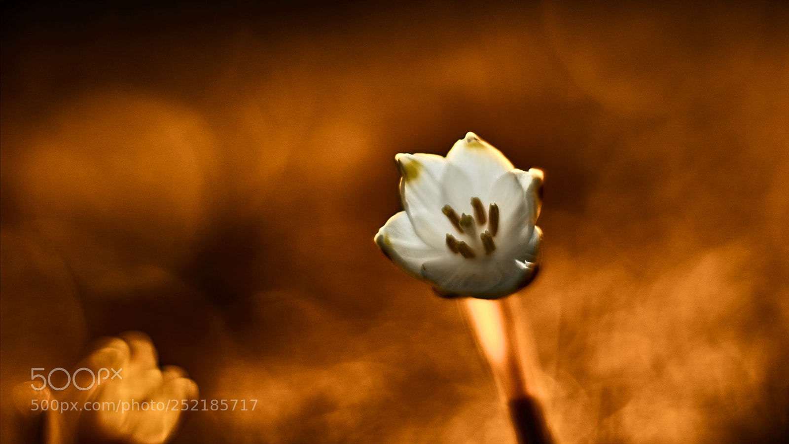 Nikon D800E sample photo. Born from fire photography