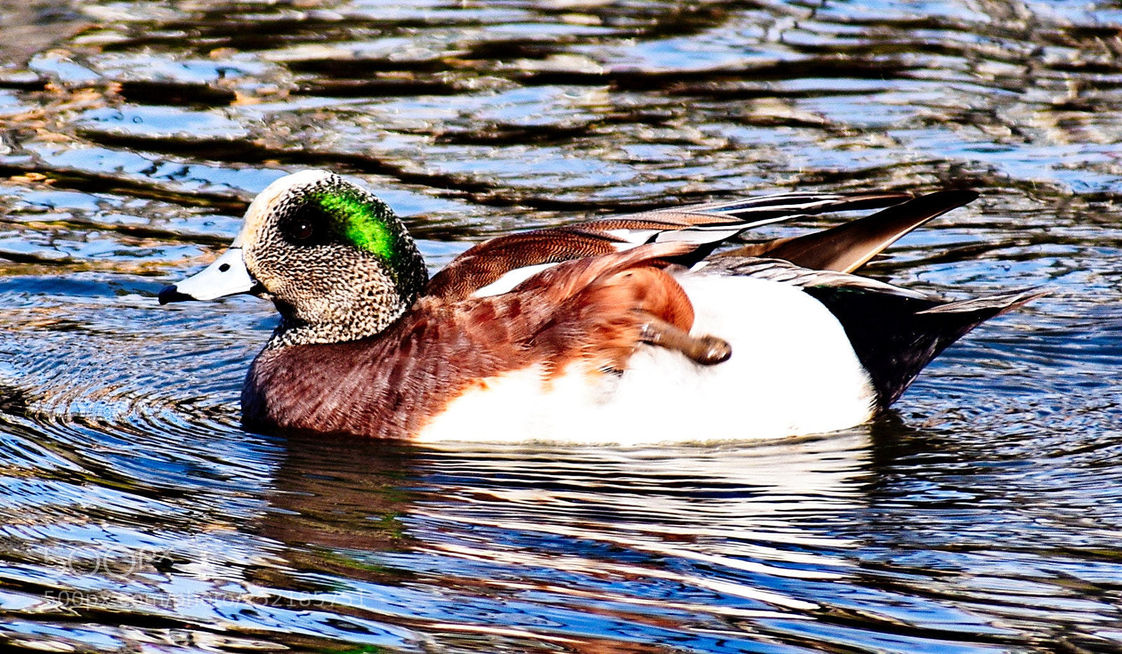 Nikon D7200 sample photo. A green duck swimming photography