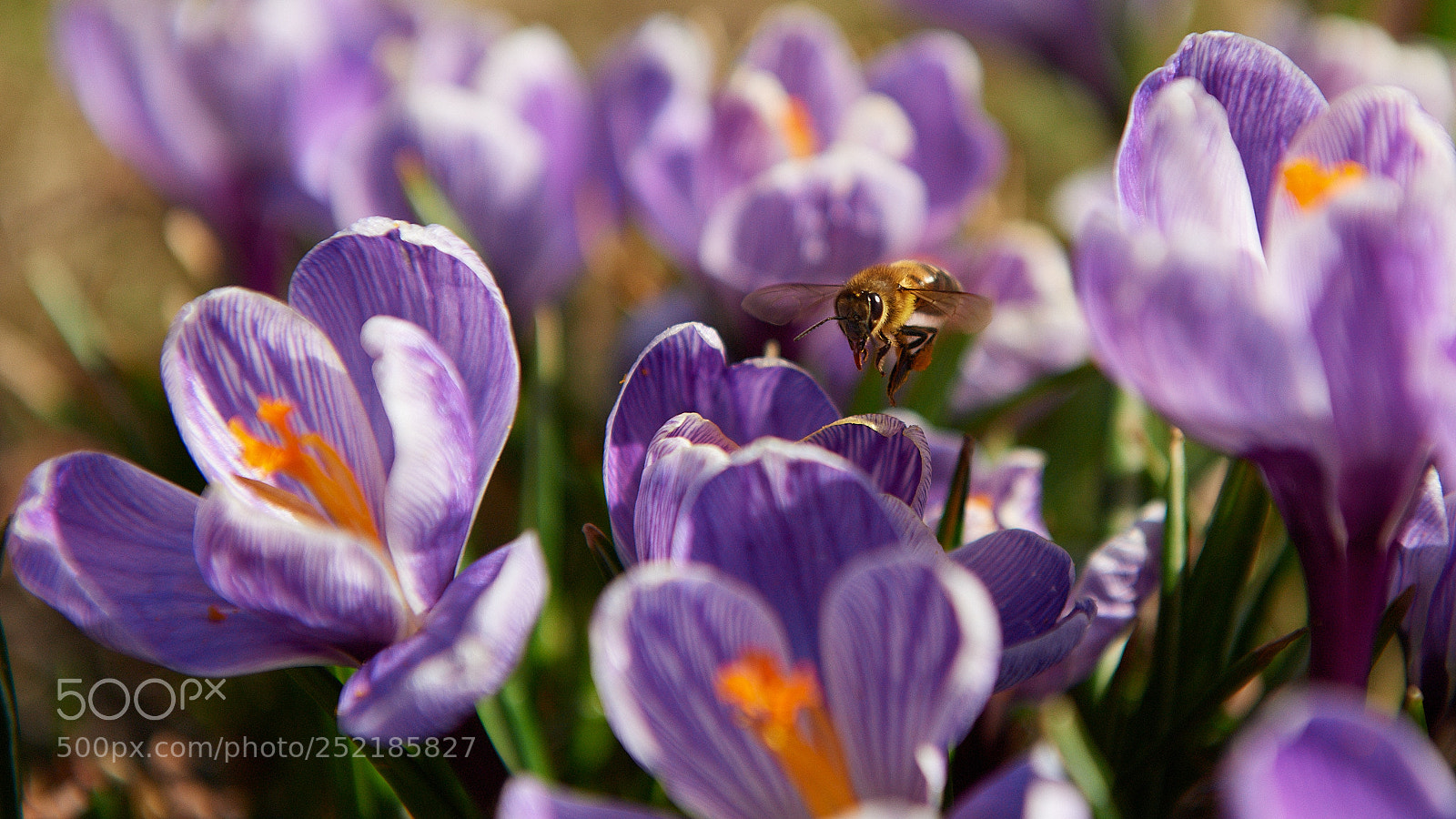 Nikon D5 sample photo. Hunting for bees photography