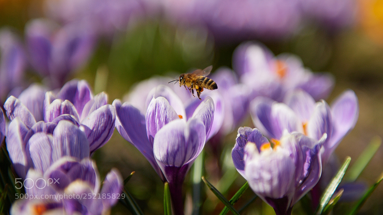 Nikon D5 sample photo. Hunting for bees photography