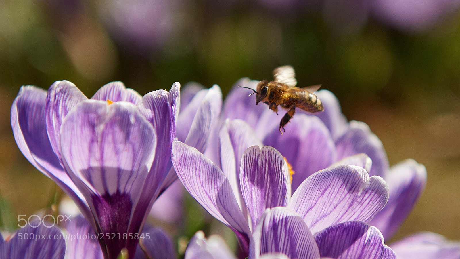 Nikon D5 sample photo. Hunting for bees photography