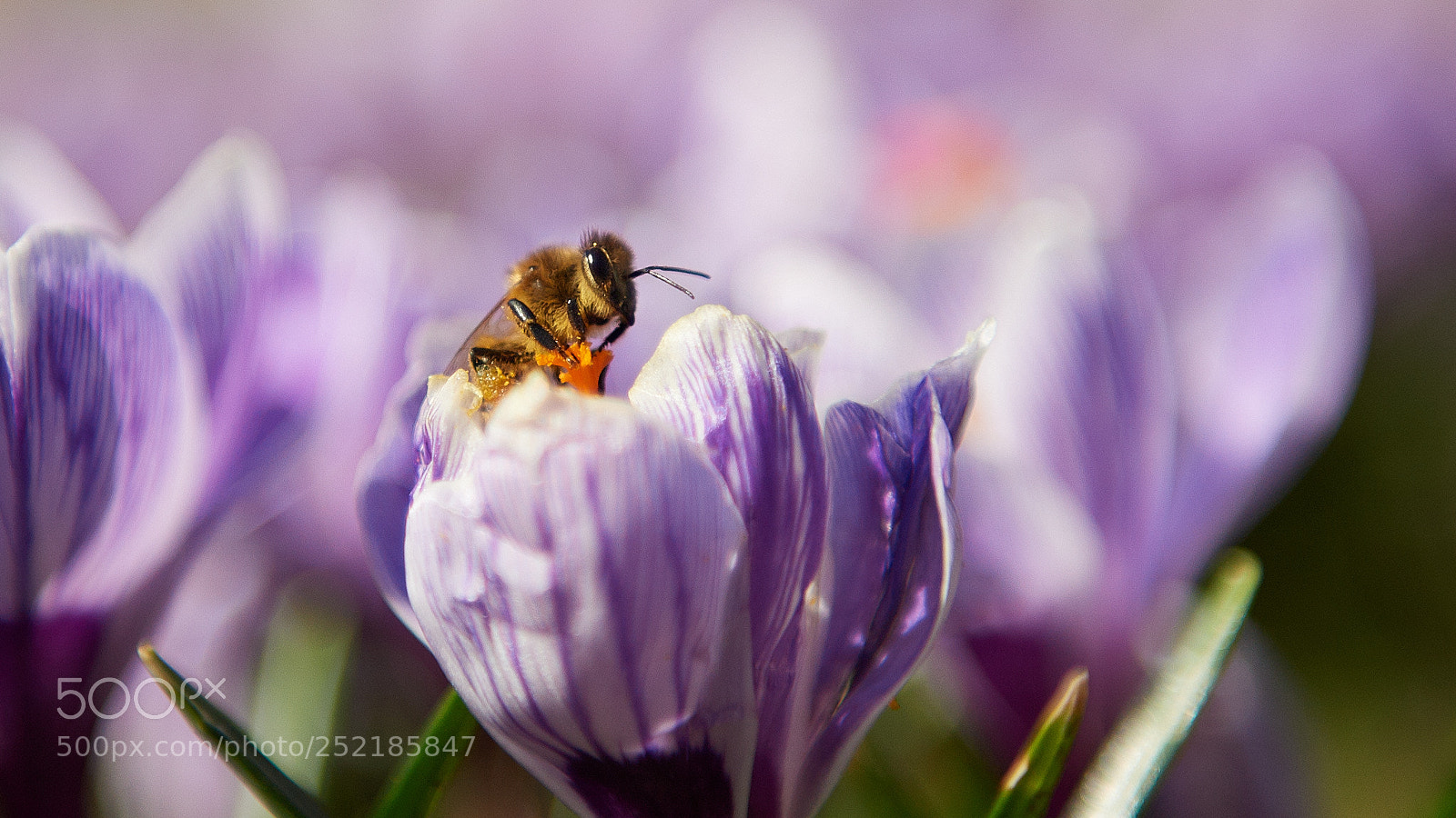 Nikon D5 sample photo. Hunting for bees photography