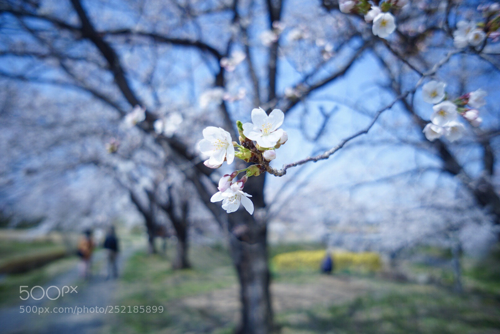 Sony a6000 sample photo. Untitled photography