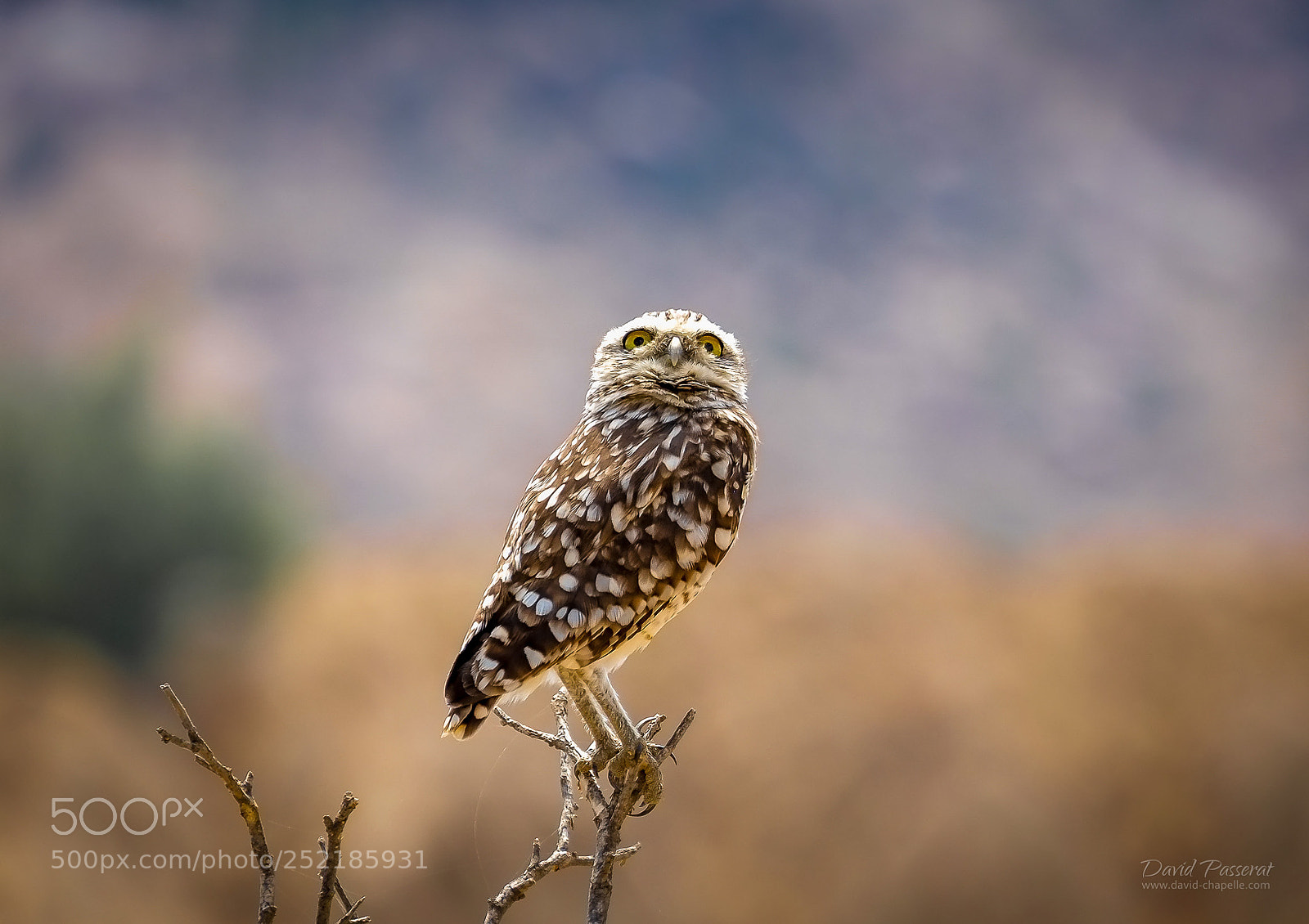 Fujifilm X-E1 sample photo. Owl photography