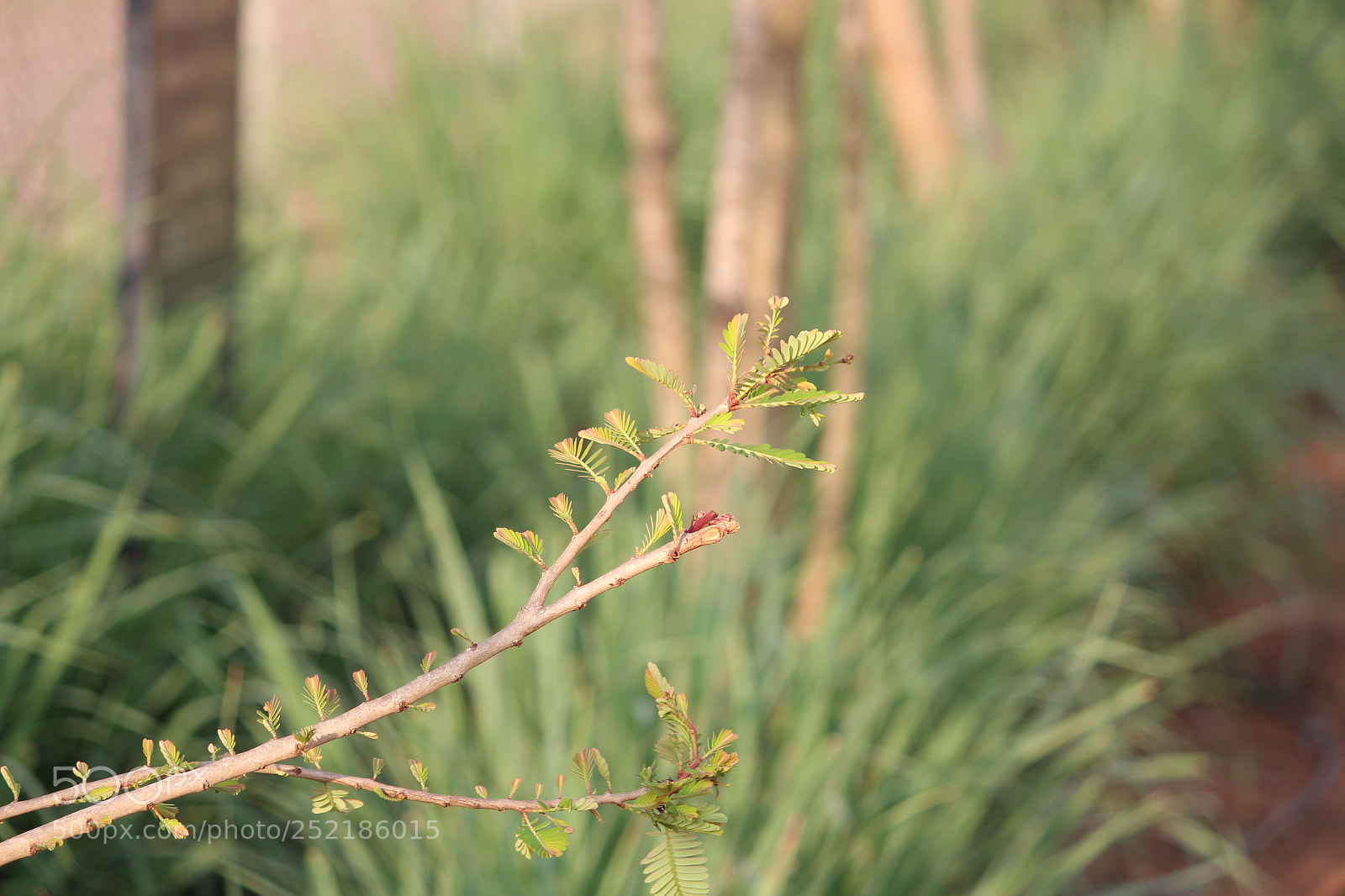 Canon EF-S 55-250mm F4-5.6 IS II sample photo. Leaf photography