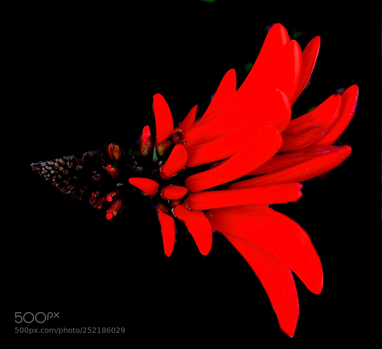 Nikon D7200 sample photo. A red pinecomb flower photography