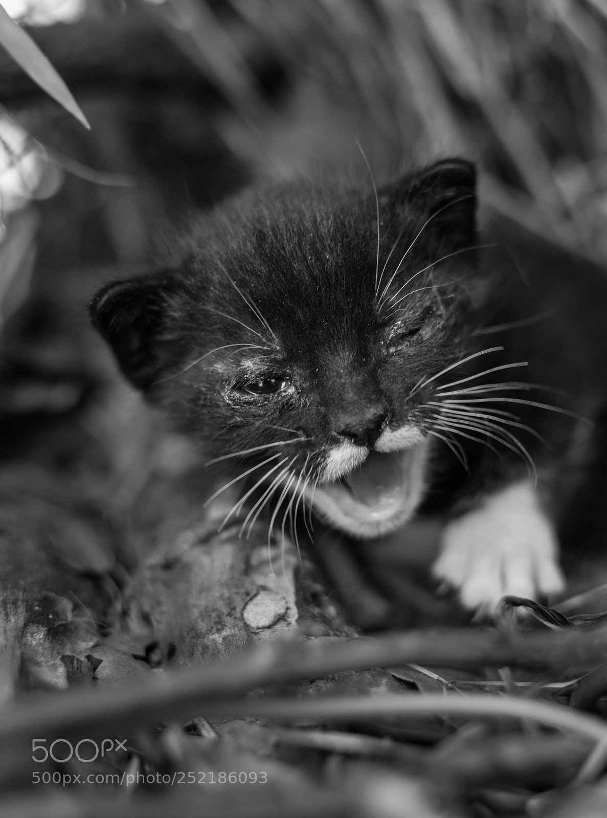 Nikon D3100 sample photo. The fighter photography