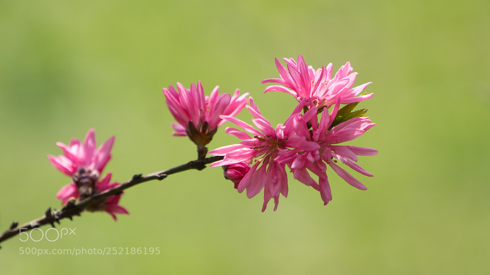 Sony a7 sample photo. Special peach flower photography