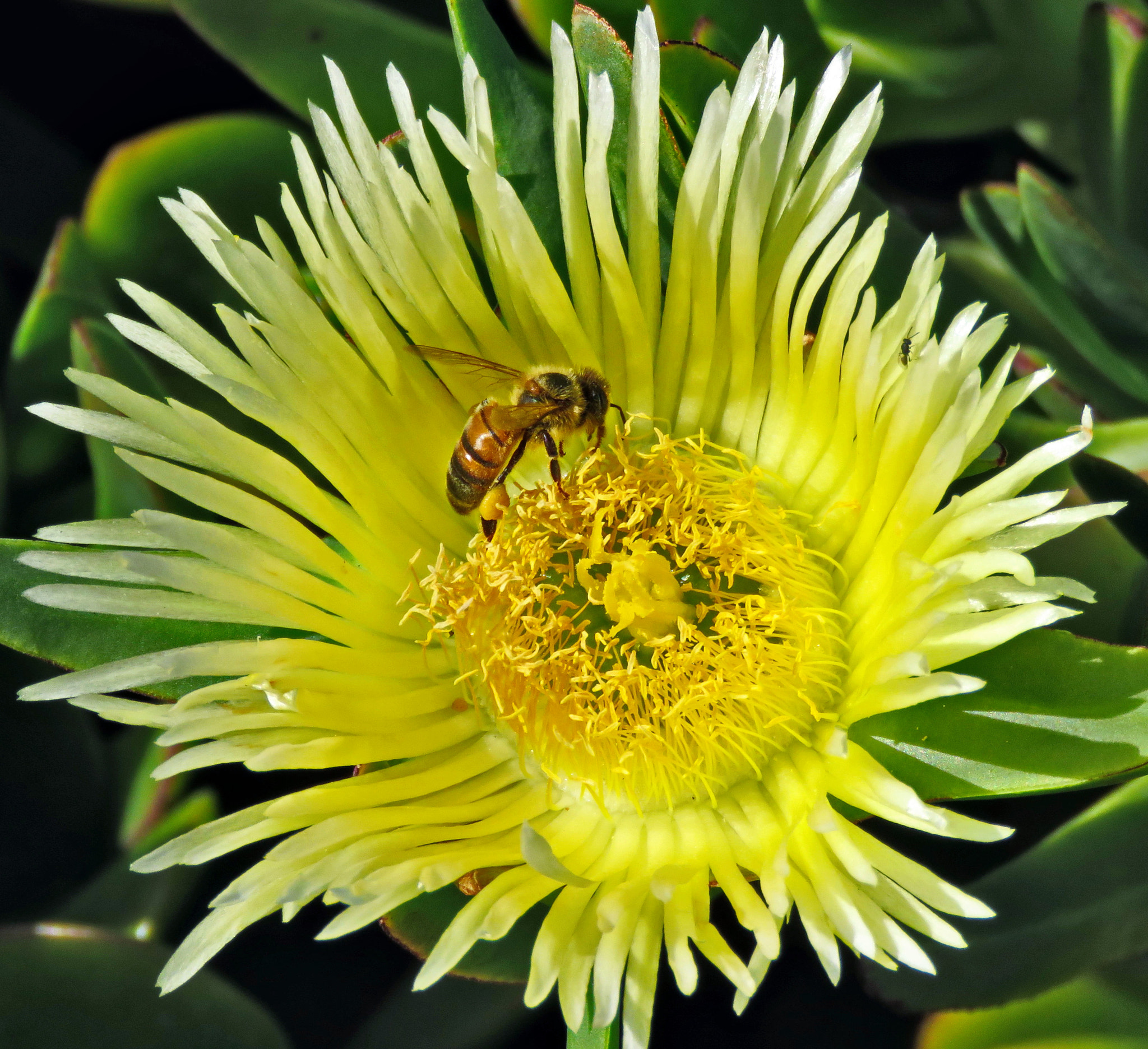 Canon PowerShot SX60 HS + 3.8 - 247.0 mm sample photo. Bee enjoying a yellow dandelion flower photography