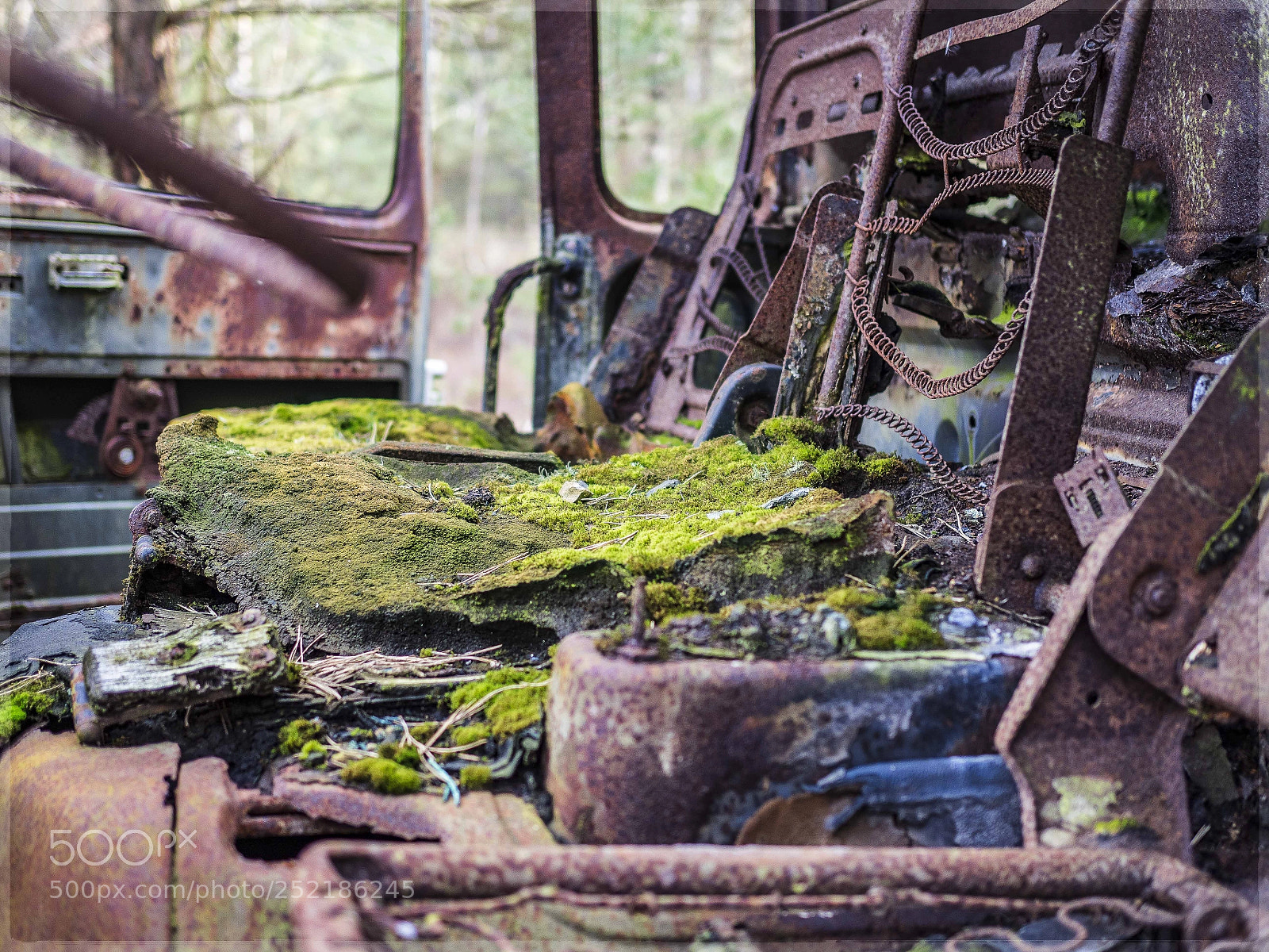 Olympus OM-D E-M1 Mark II sample photo. A seat of moss photography