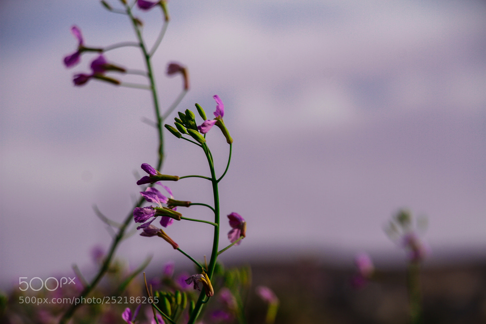 Canon EOS 7D sample photo. Spring in derna! photography