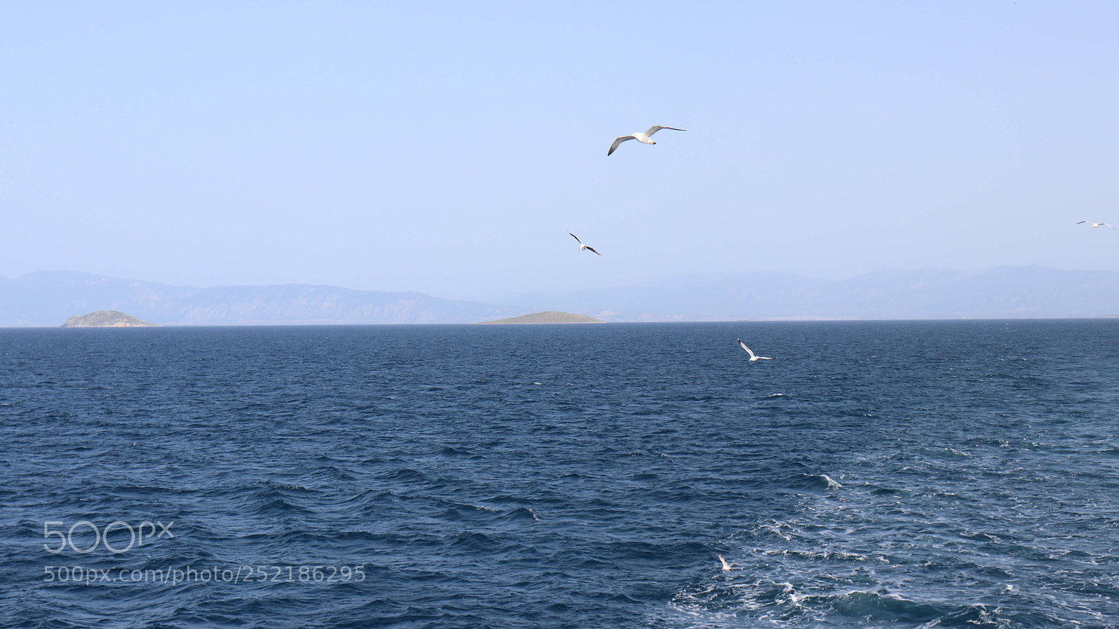 Canon EOS 200D (EOS Rebel SL2 / EOS Kiss X9) sample photo. Seagulls photography