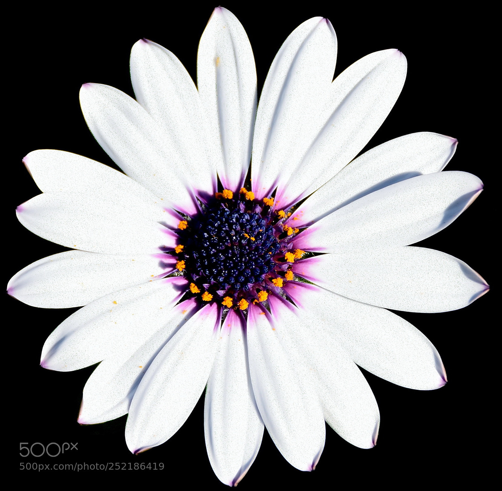 Nikon D7200 sample photo. A white and purple photography