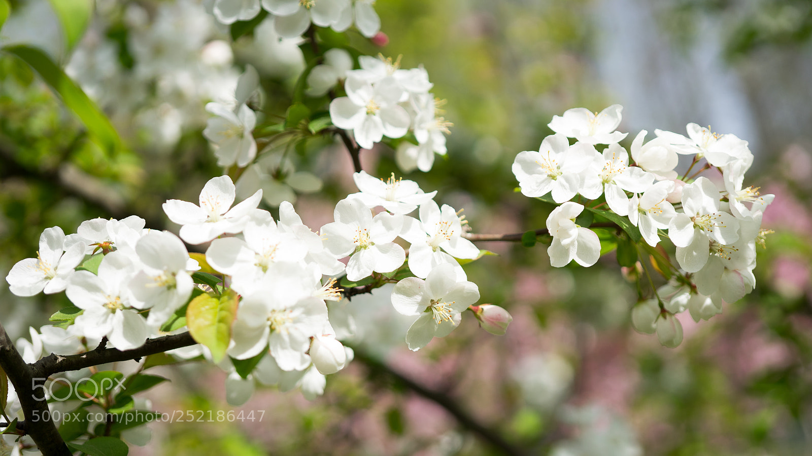 Sony a7 sample photo. Untitled photography