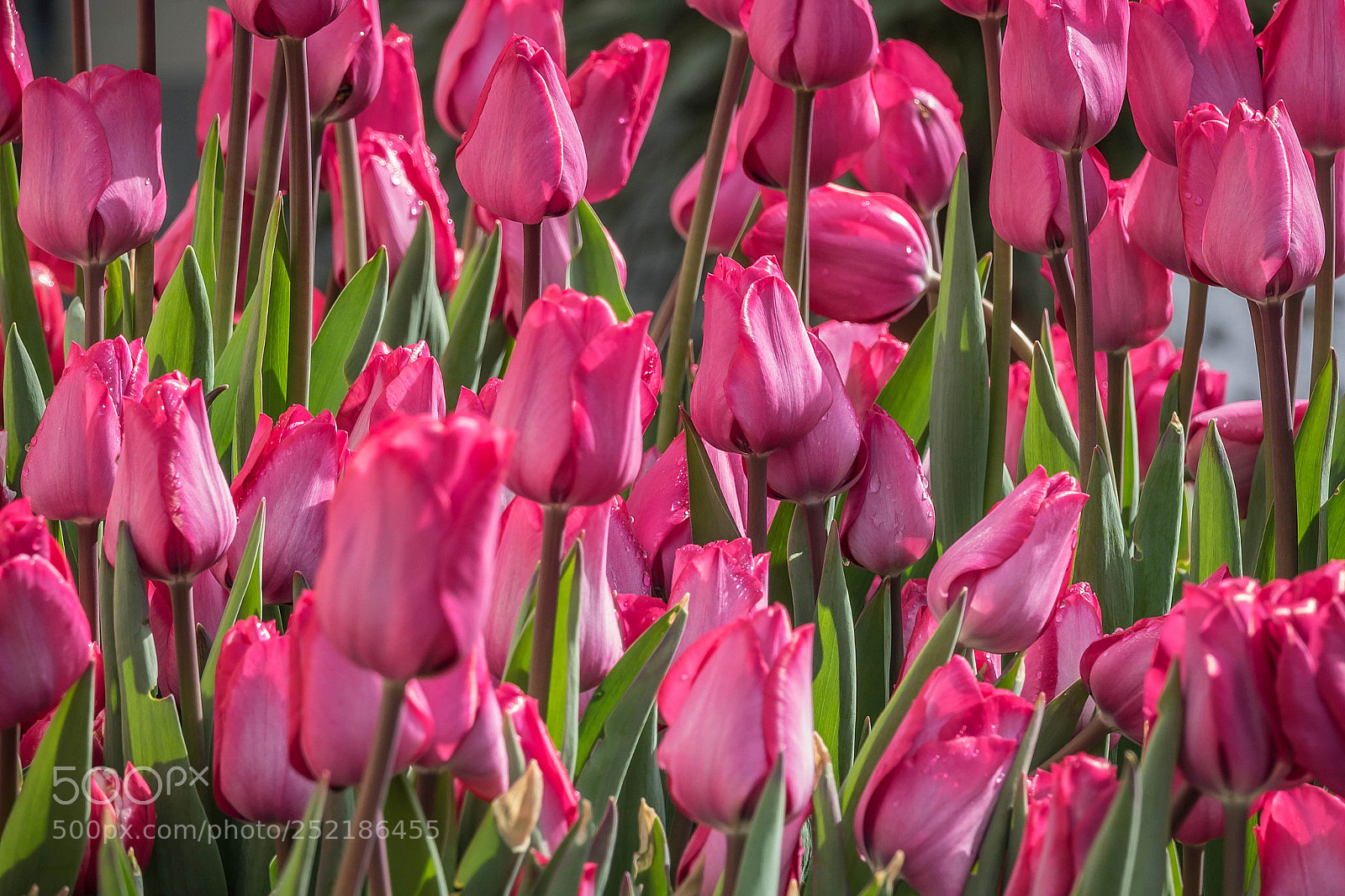 Sony Cyber-shot DSC-RX10 III sample photo. Purple tulips photography