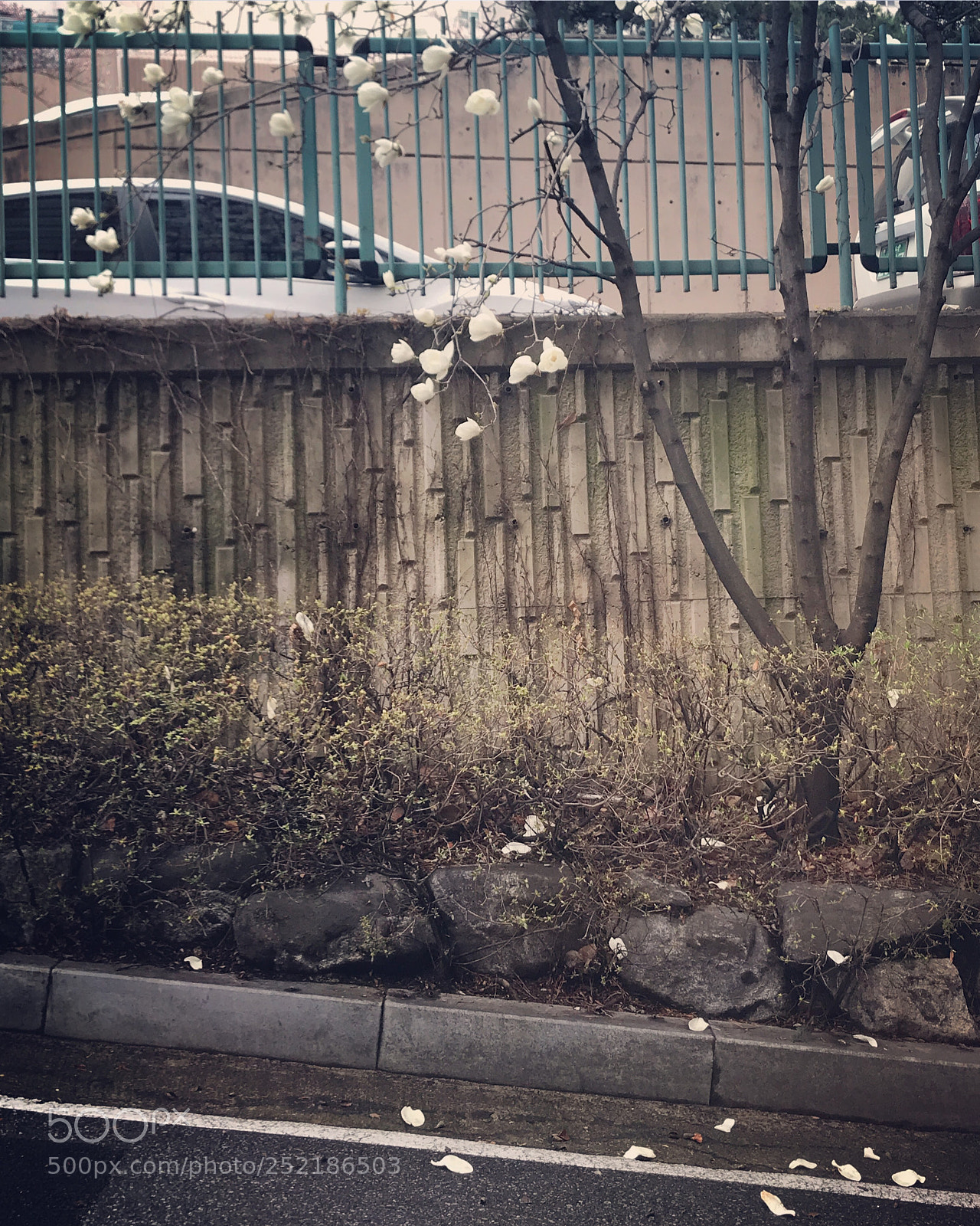 Apple iPhone 7 sample photo. 백목련 photography