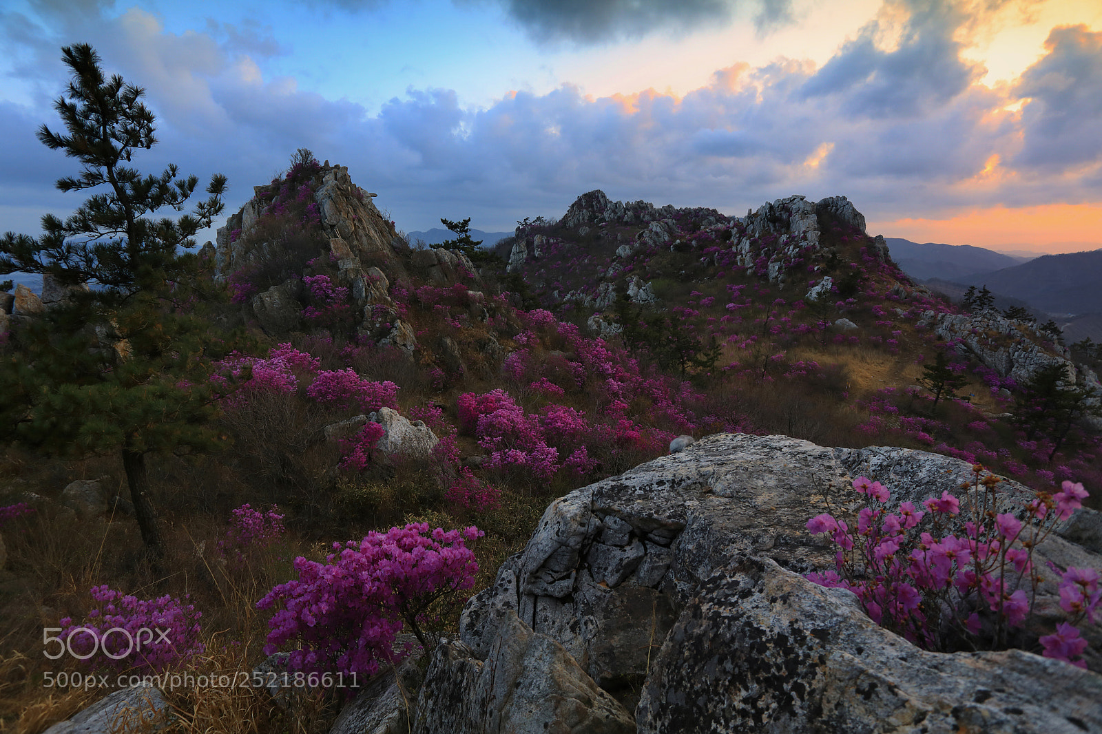 Canon EOS 5D Mark IV sample photo. The azalea and sunset photography