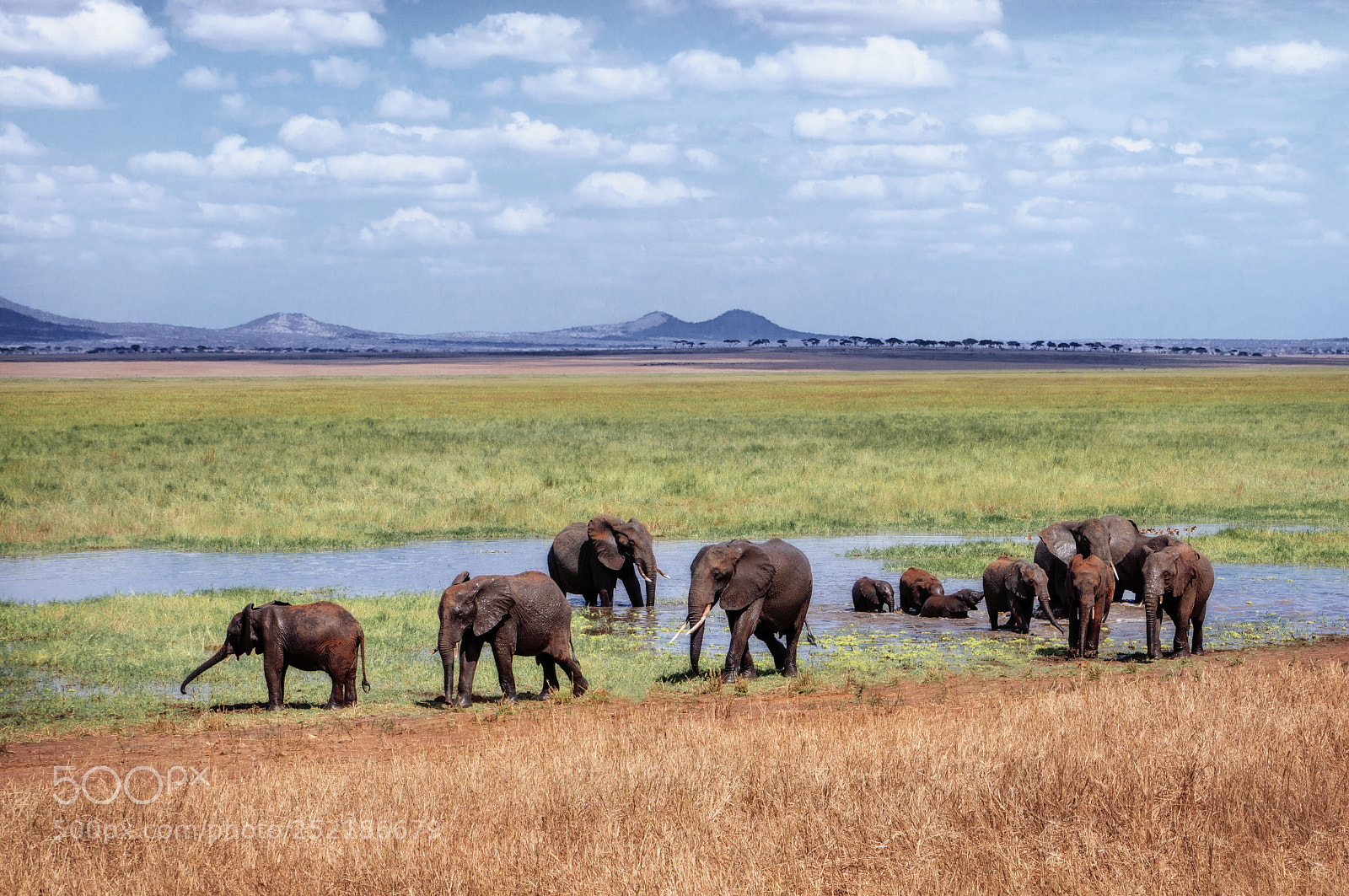 Sony Alpha NEX-6 sample photo. Family bath elephants in photography