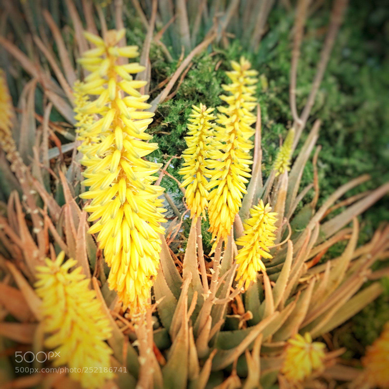 Apple iPhone 6s Plus sample photo. Aloe flowers photography