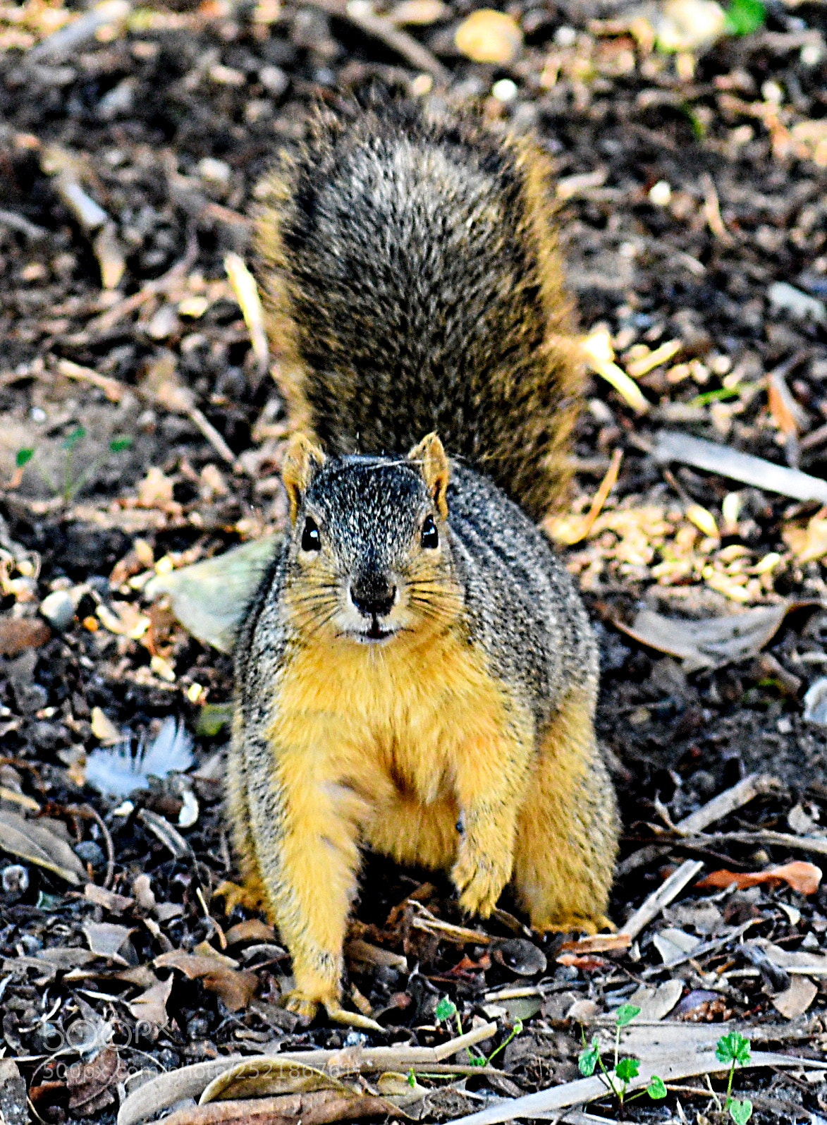 Nikon D7200 sample photo. A squirrel saying hello photography