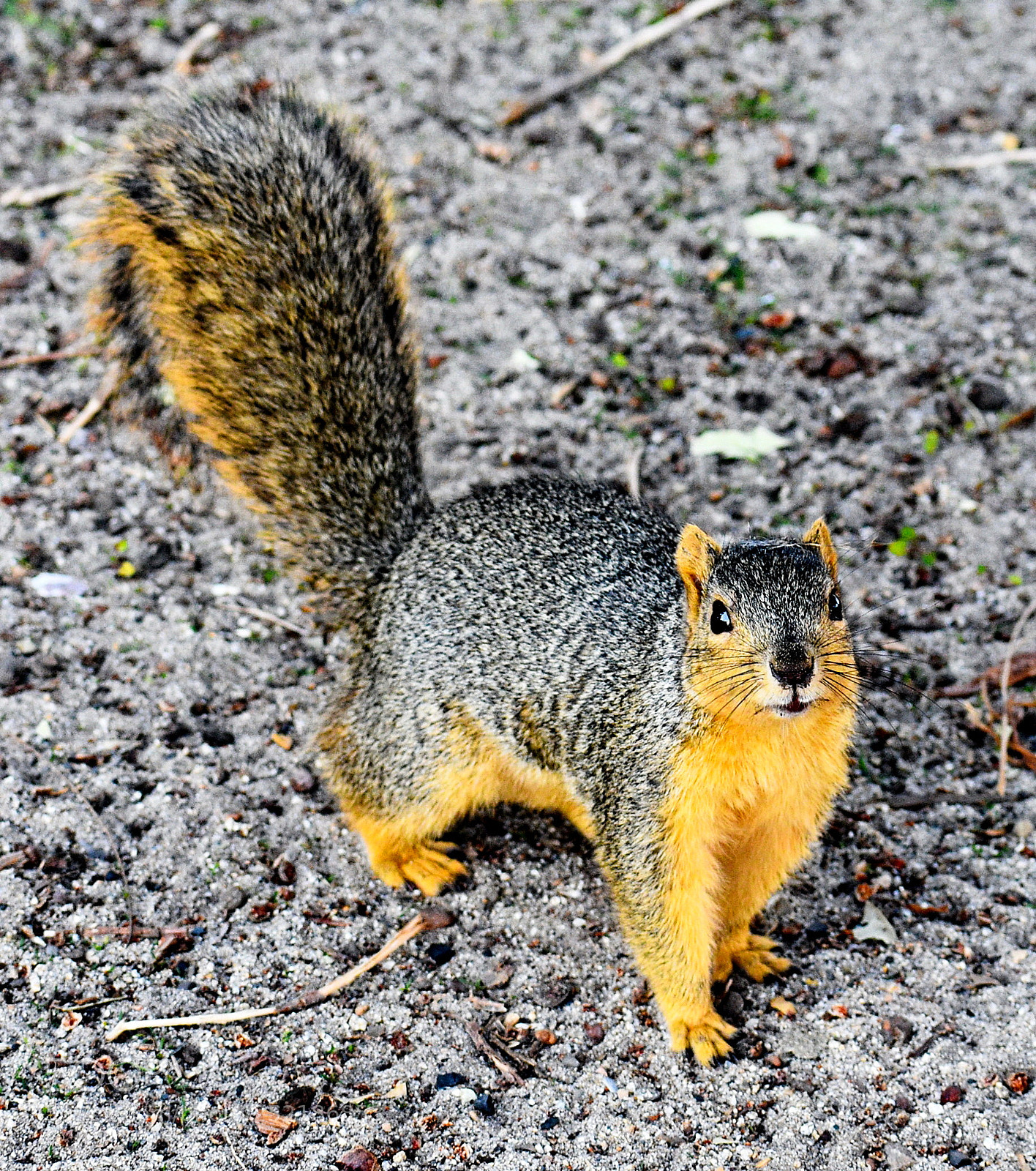 Nikon D7200 sample photo. A squirrel looking at photography