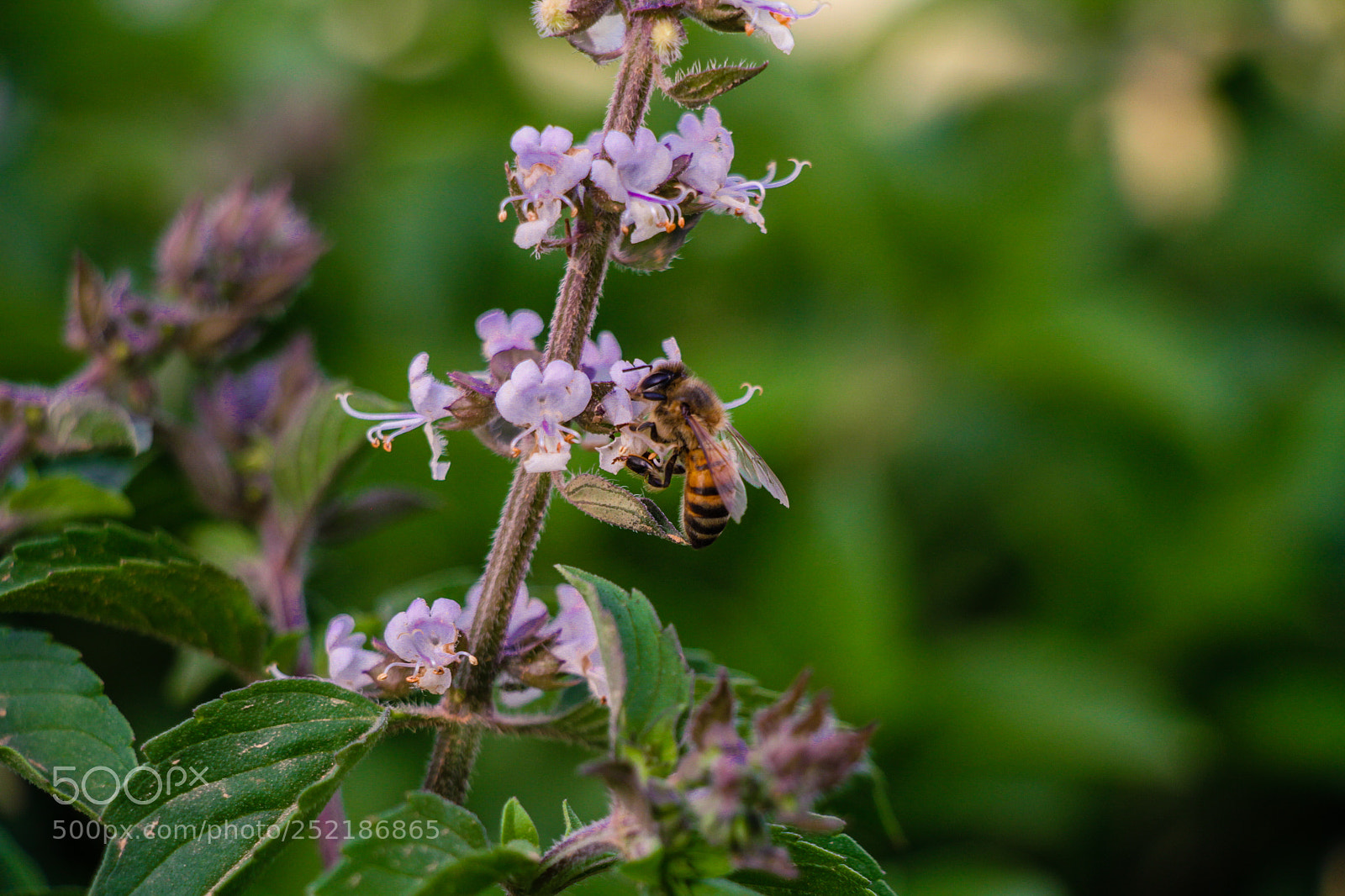 Canon EOS 7D sample photo. Spring in derna! photography