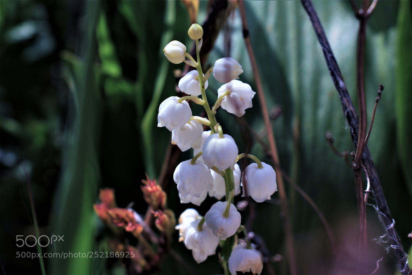 Nikon D3300 sample photo. Spring day photography