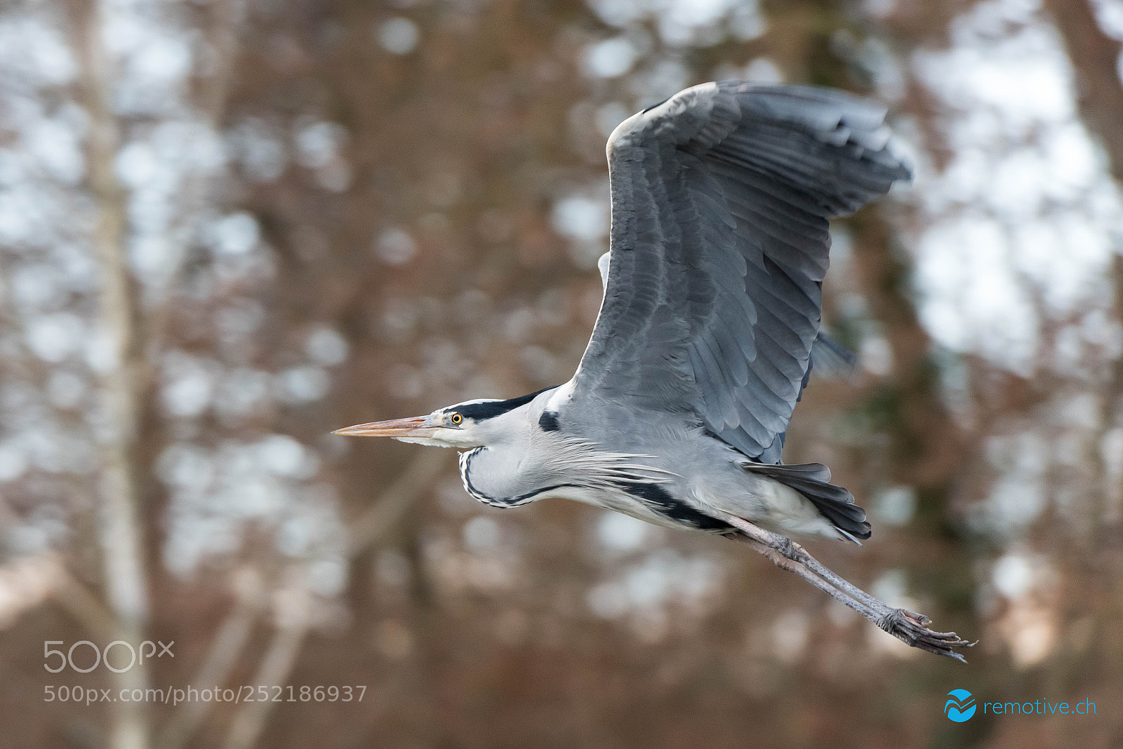 Nikon D810 sample photo. Grey heron photography