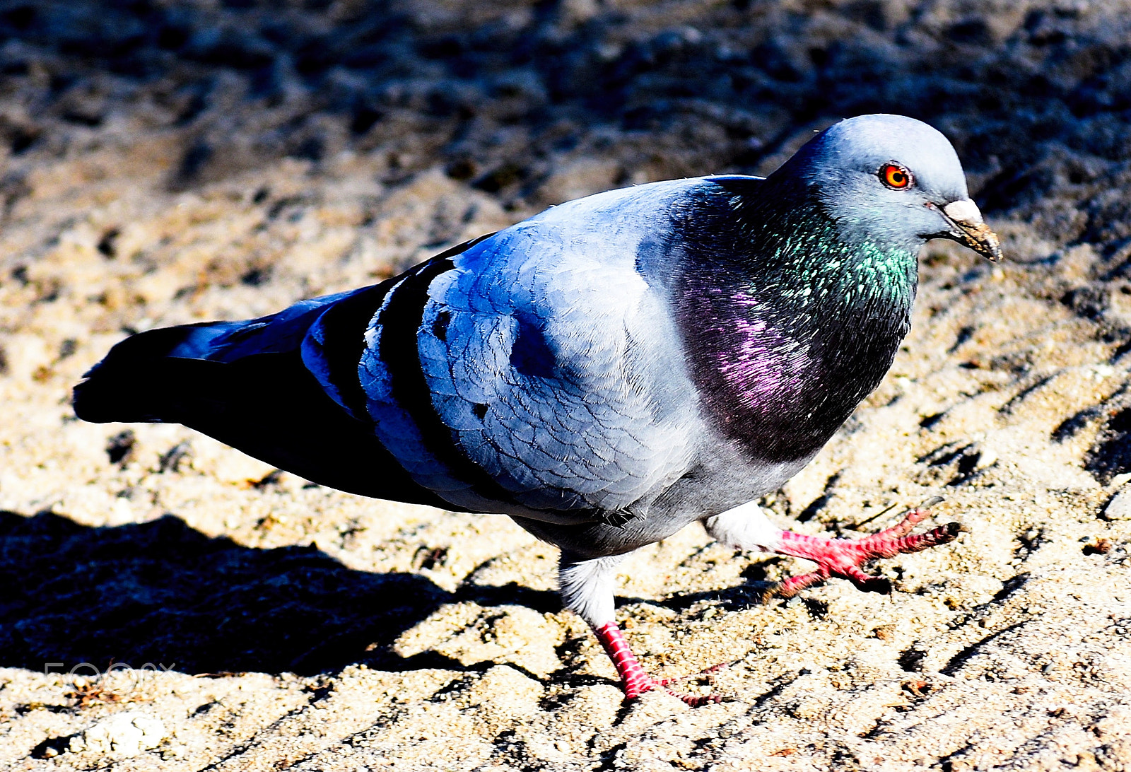 Nikon D7200 sample photo. A pigeon walking in photography