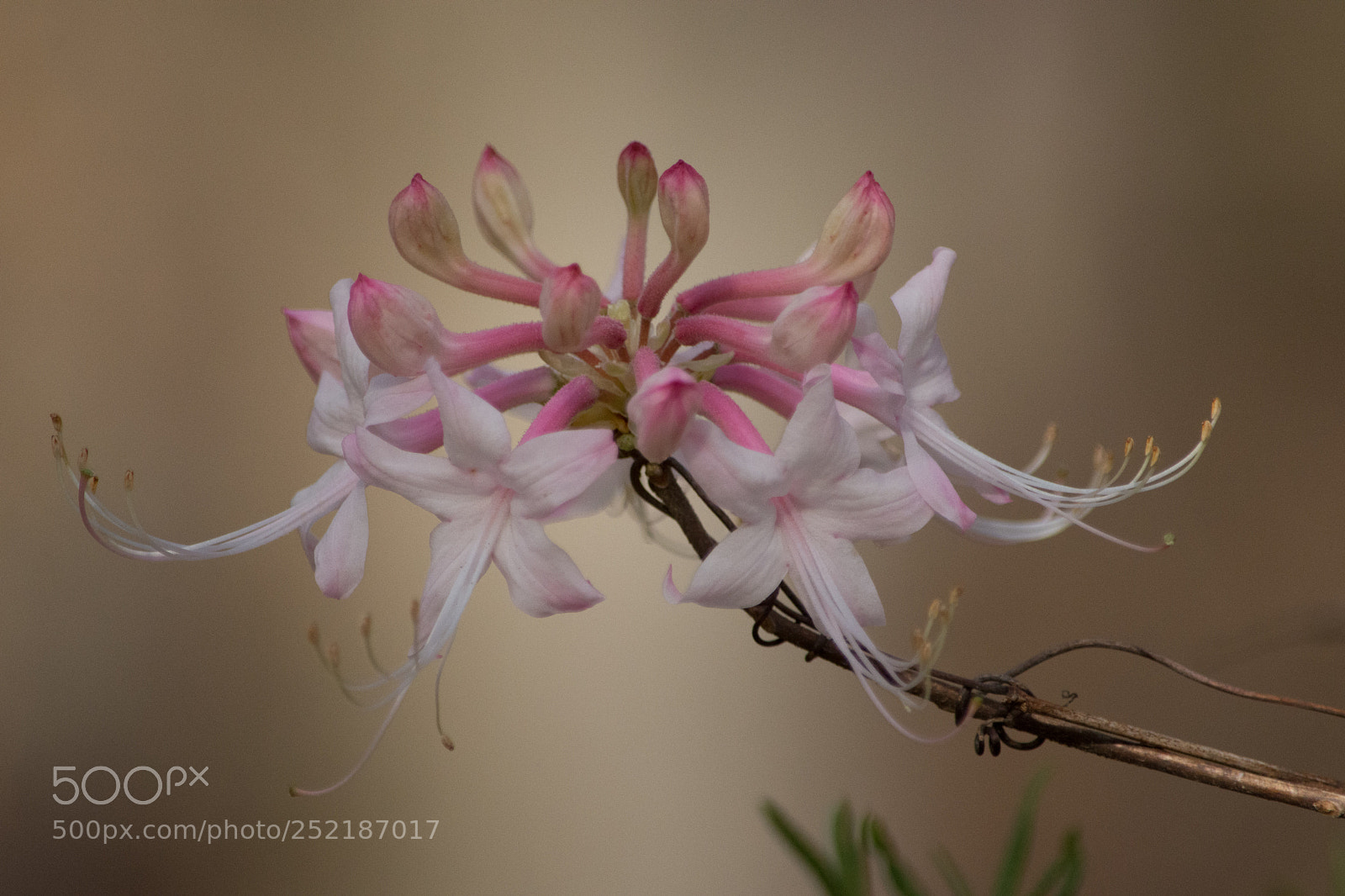 Nikon D7200 sample photo. Spring bloom 1 photography