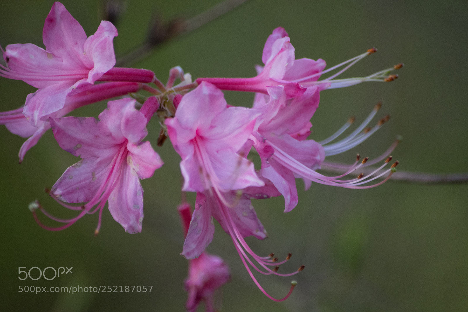 Nikon D7200 sample photo. Spring bloom photography