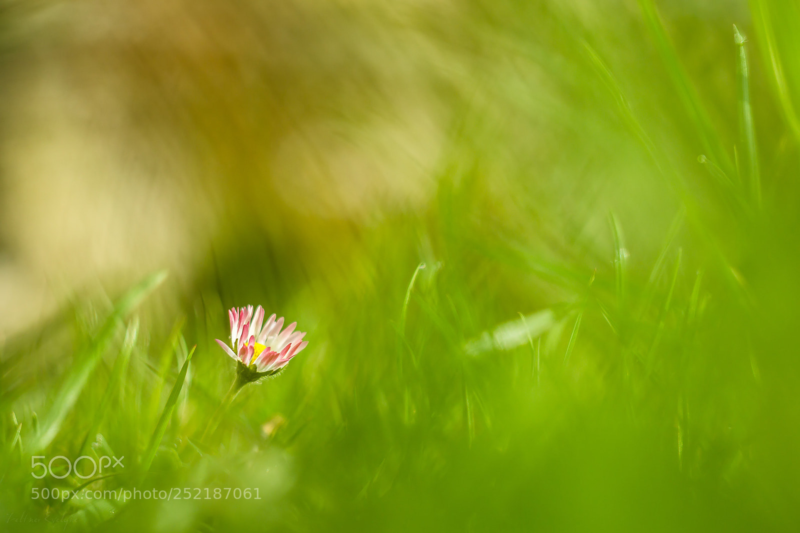 Canon EOS 60D sample photo. Seulette photography