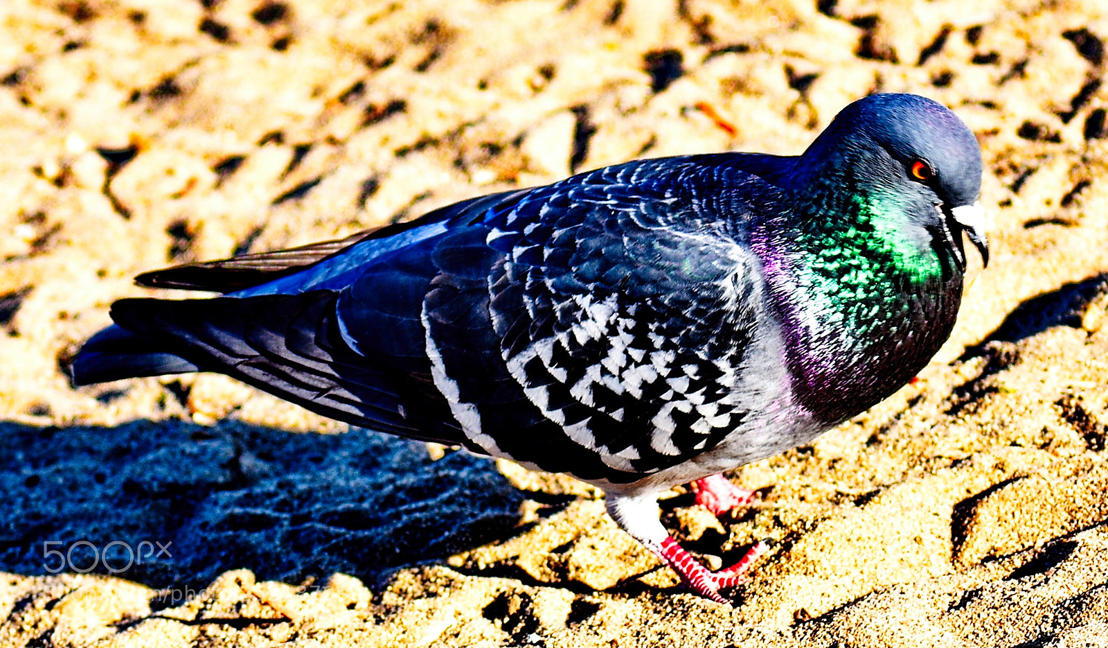 Nikon D7200 sample photo. A pigeon walking in photography
