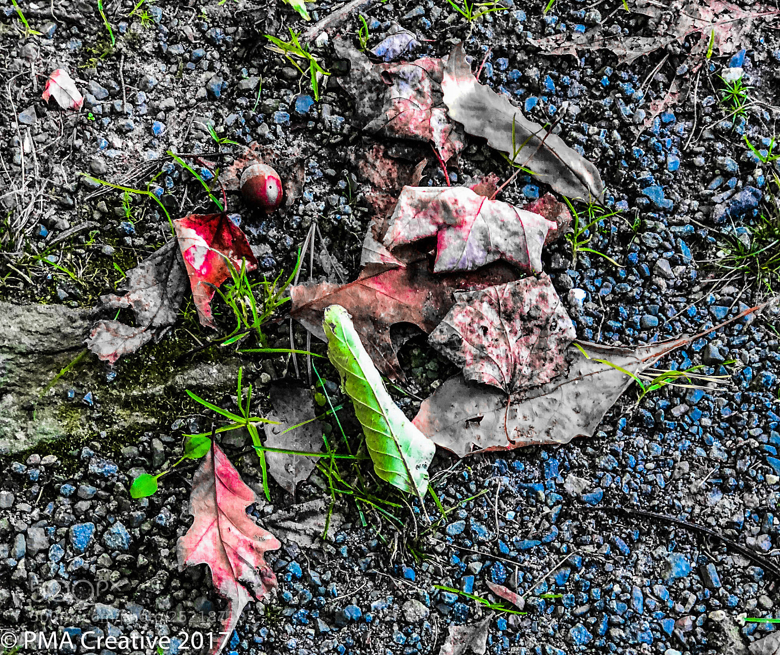 Apple iPhone 8 Plus sample photo. Fall droppings photography