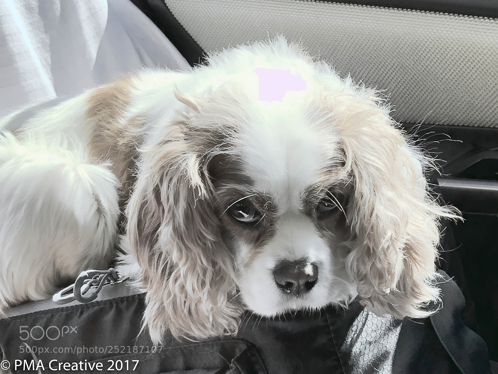 Apple iPhone 8 Plus sample photo. Jack on his cooler photography