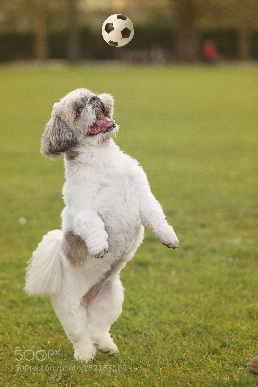 Canon EOS 5D Mark II sample photo. Lola loves football photography