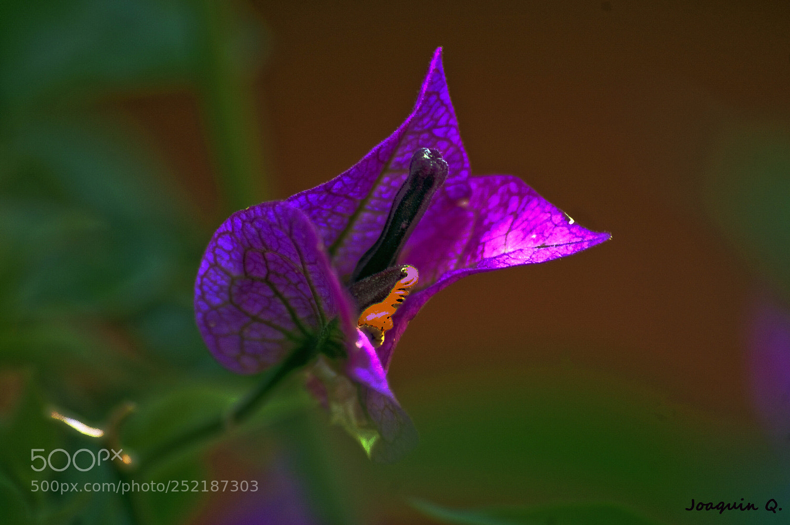 Nikon D40 sample photo. Boungainvillea photography