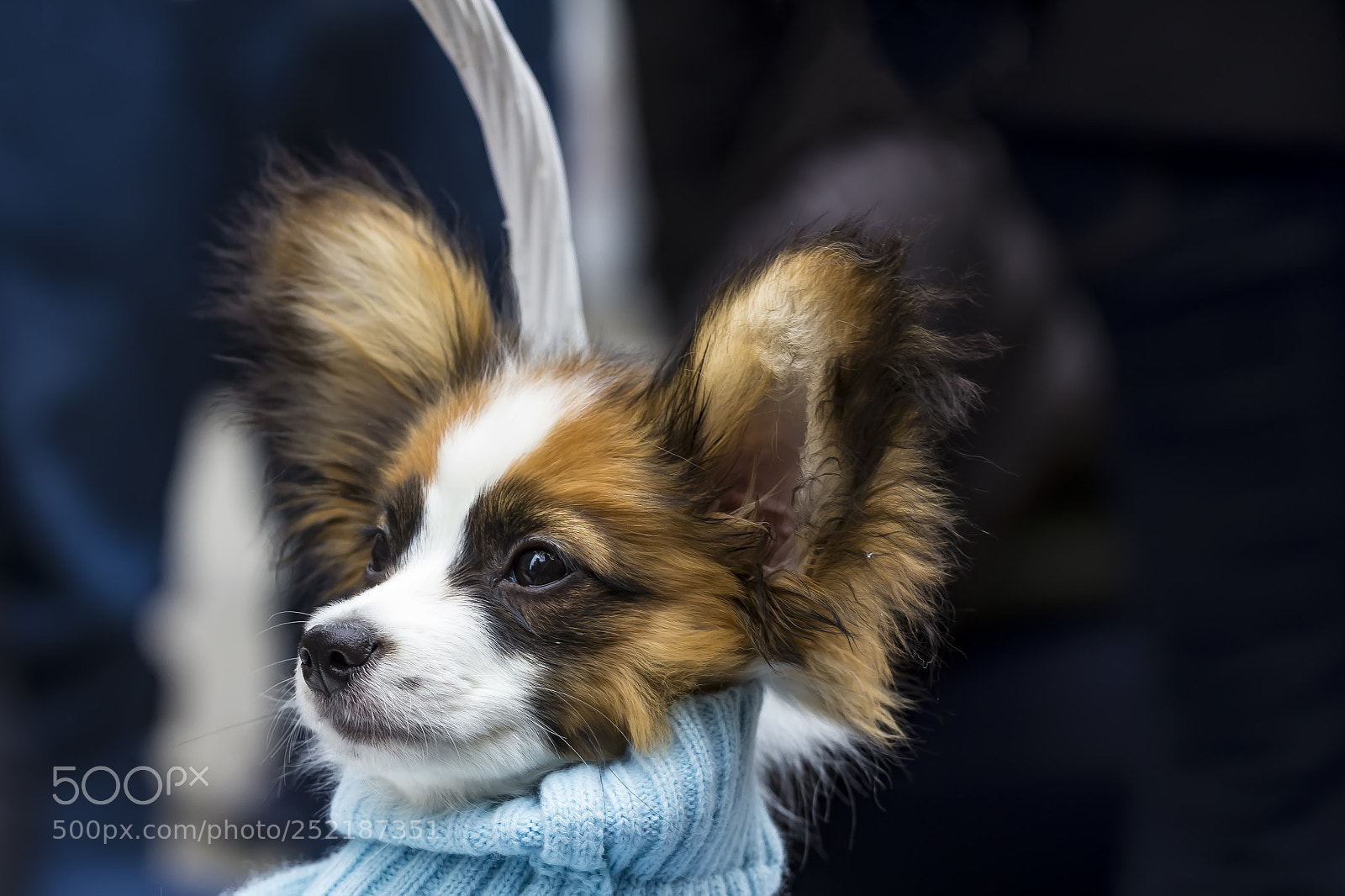 Canon EOS 60D sample photo. Easter parade nyc 4 photography