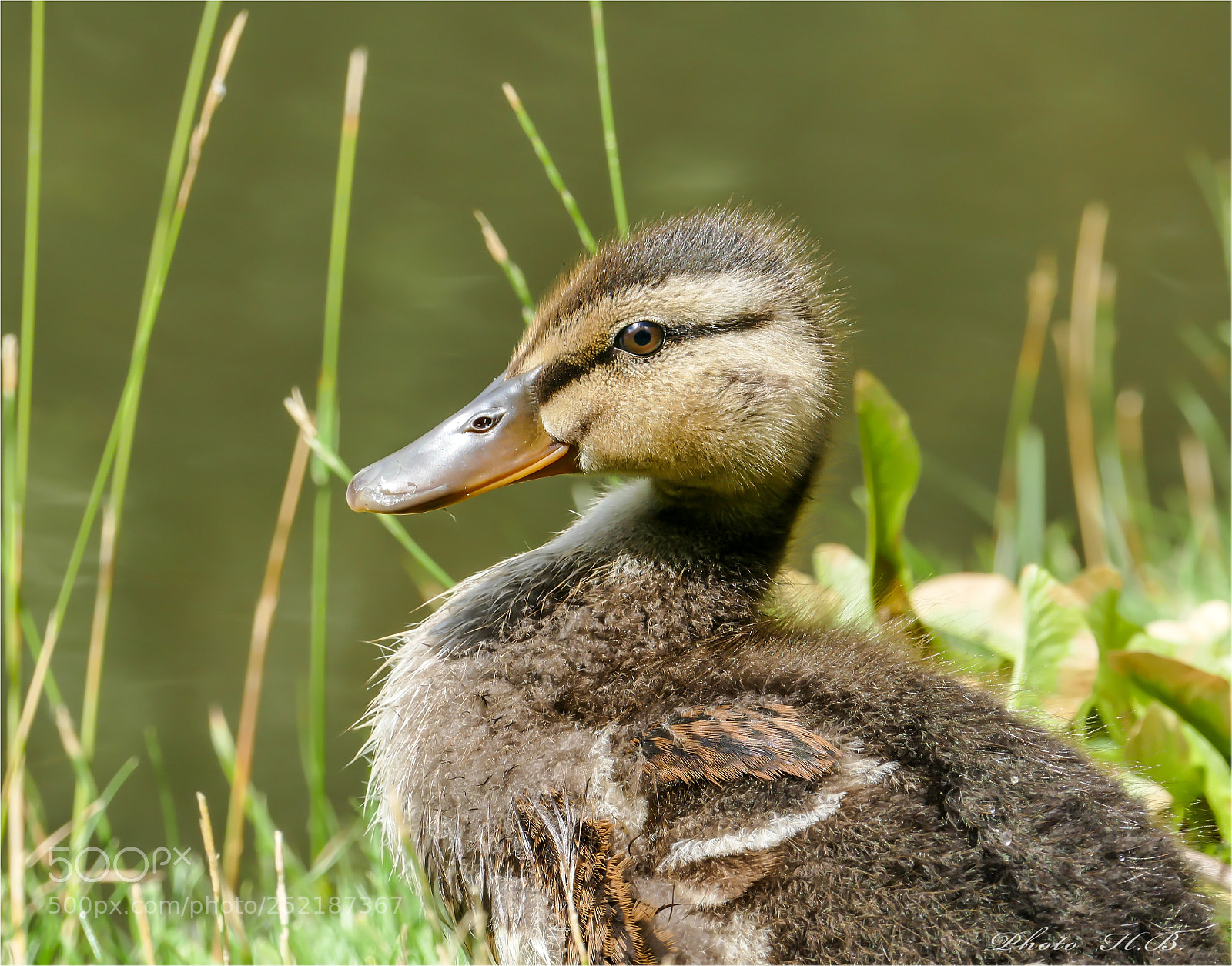 Panasonic Lumix DMC-FZ1000 sample photo. Duckling photography