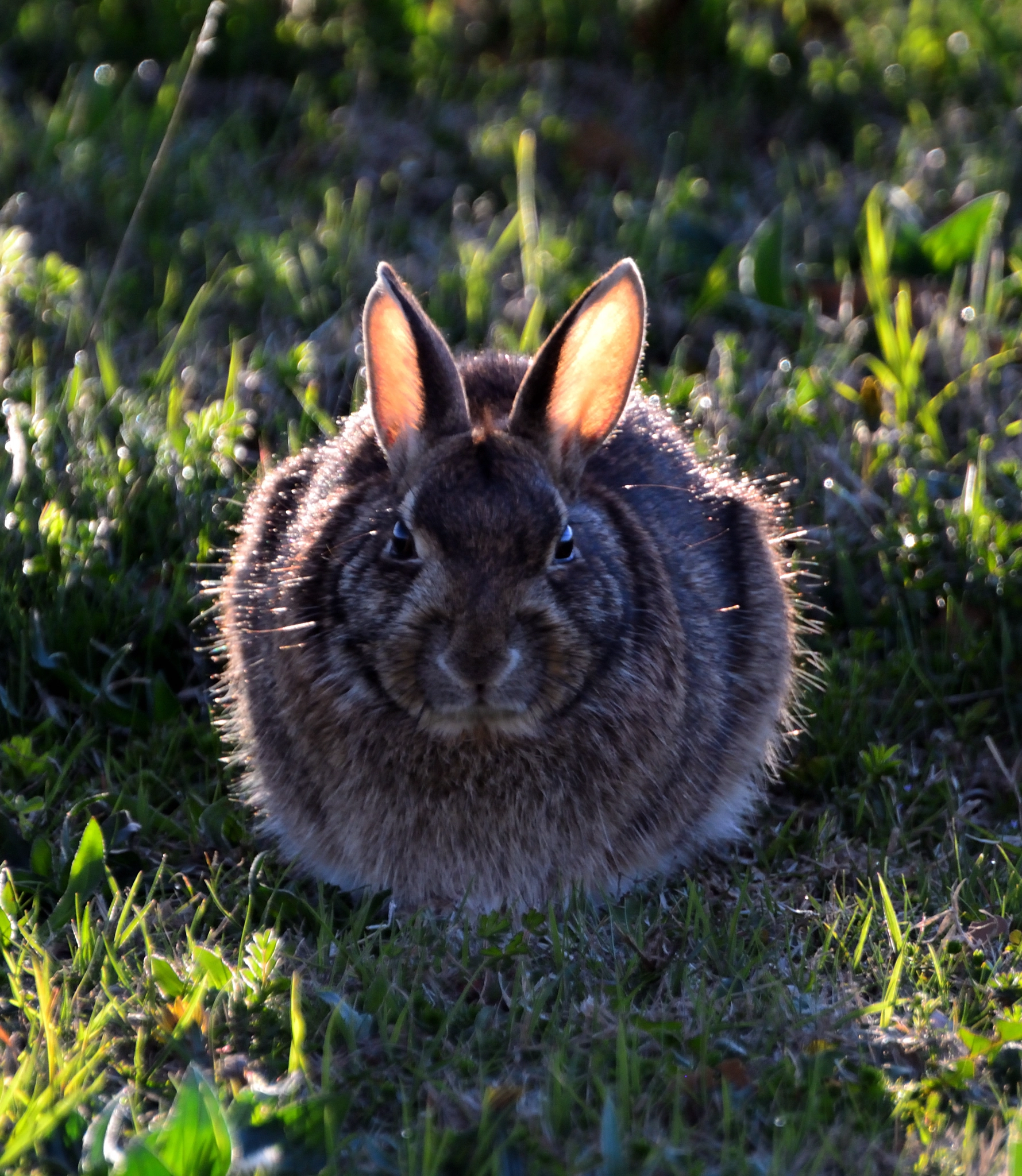 Nikon D5200 sample photo. Not a cadbury bunny photography