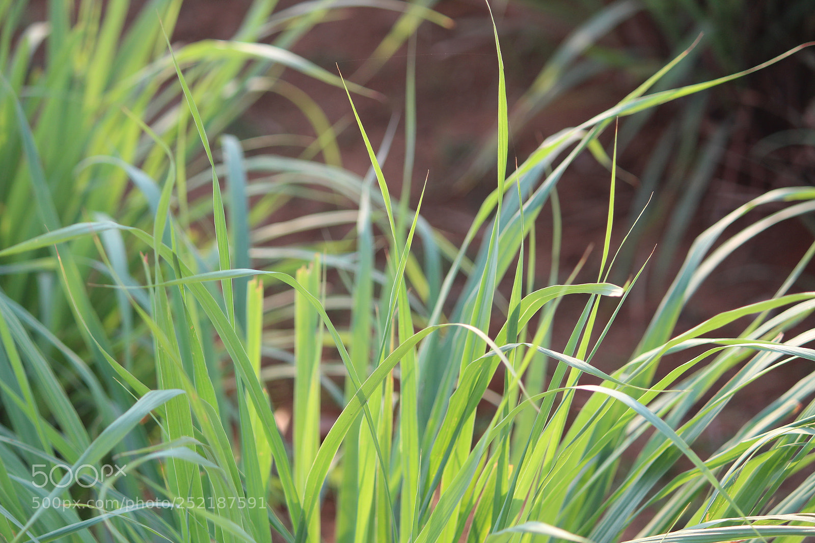 Canon EF-S 55-250mm F4-5.6 IS II sample photo. The grass photography