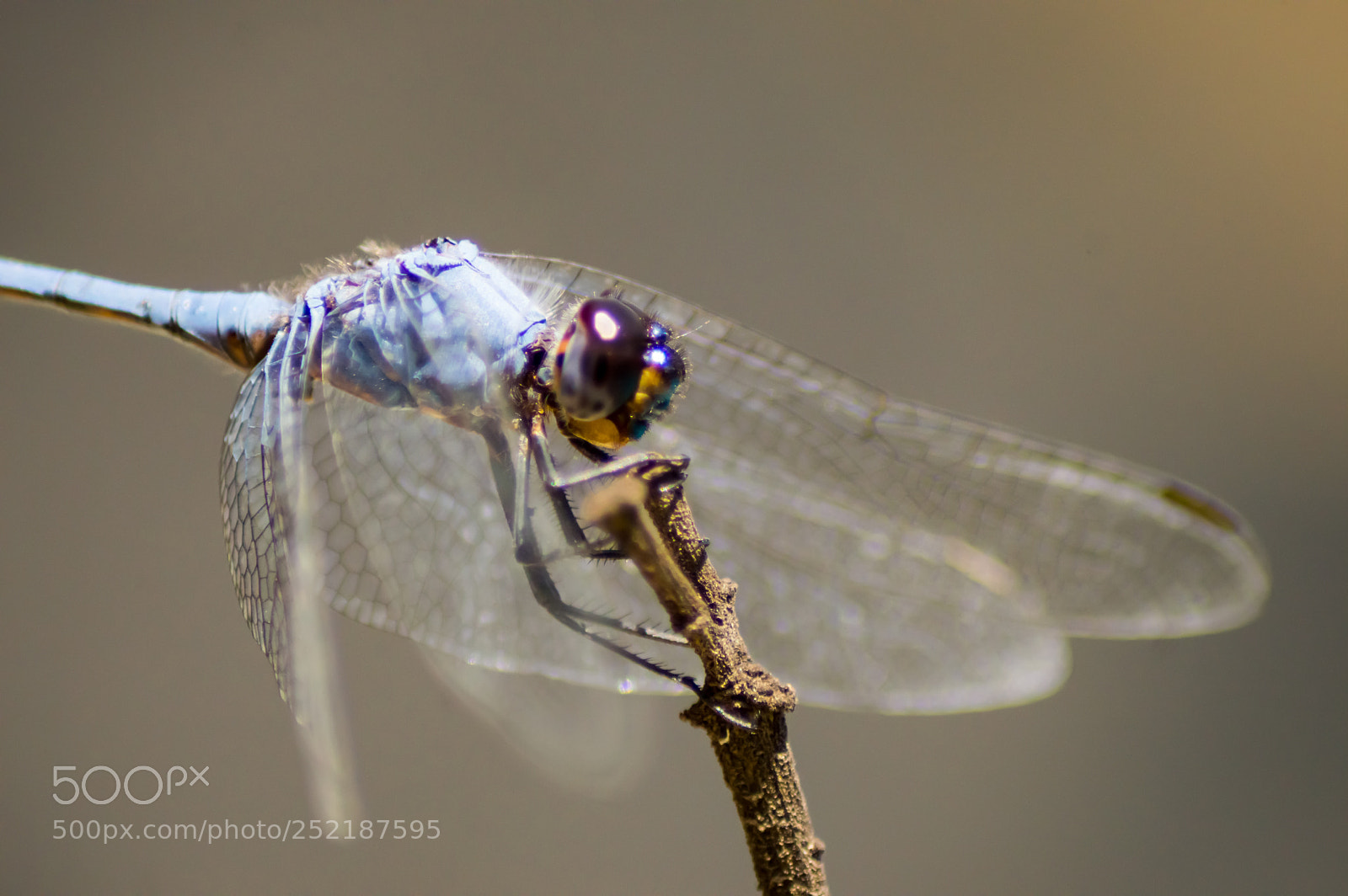 Nikon D3200 sample photo. Blue dragonfly basking in photography