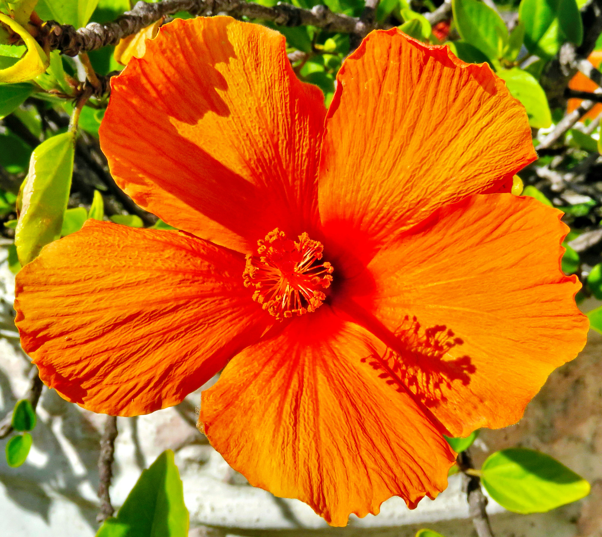 3.8 - 247.0 mm sample photo. A gold hibiscus flower in the garden photography